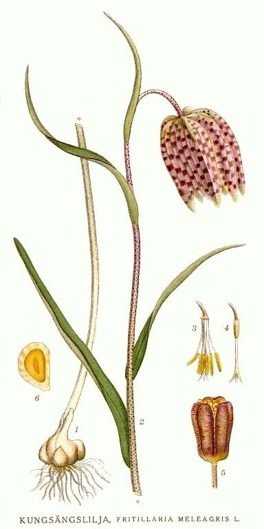 Tavla 384 i Carl Lindman: Bilder ur Nordens Flora